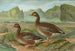 Anser fabalis Lath - Johann Friedrich Naumann — Ansicht des Kunstwerks