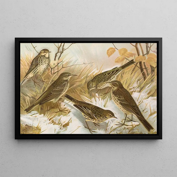 Johann Friedrich Naumann - Anthus pratensis cervinus spipoletta obscurus.webp