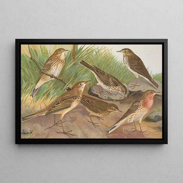 Johann Friedrich Naumann - Anthus trivialis pratensis Richardi Vieillot cervinus pensilvanicus.webp