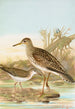 Bartramia longicauda Tringoides macularius - Johann Friedrich Naumann — Ansicht des Kunstwerks