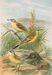 Budytes flavus - Johann Friedrich Naumann — Ansicht des Kunstwerks