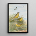 Budytes taivanus Swinhoe Budytes flavus beema Sykes Budytes flavus borealis - Johann Friedrich Naumann — quadro incorniciato alla parete
