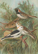 Calcarius lapponicus Plectrophenax nivalis - Johann Friedrich Naumann — Ansicht des Kunstwerks