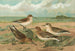 Calidris arenaria Limicola platyrhyncha - Johann Friedrich Naumann — Ansicht des Kunstwerks