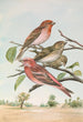 Carpodacus erythrinus Pall Carpodacus roseus - Johann Friedrich Naumann — Ansicht des Kunstwerks