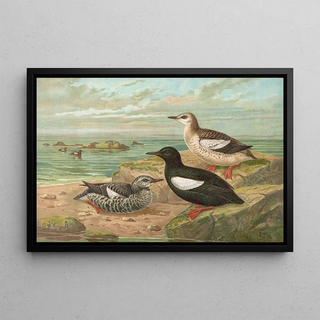 Johann Friedrich Naumann - Cepphus grylle L GryllTeiste.webp