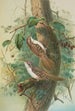 Certhia familiaris Certhia familiaris brachydactyla - Johann Friedrich Naumann — vista dell’opera