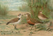 Charadrius alexandrinus Charadrius morinellus - Johann Friedrich Naumann — vista dell’opera
