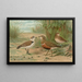 Charadrius alexandrinus Charadrius morinellus - Johann Friedrich Naumann — quadro incorniciato alla parete