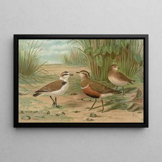 Johann Friedrich Naumann - Charadrius alexandrinus Charadrius morinellus.webp