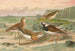 Charadrius asiaticus Arenaria interpres - Johann Friedrich Naumann — Ansicht des Kunstwerks