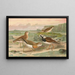 Charadrius asiaticus Arenaria interpres - Johann Friedrich Naumann — gerahmtes Bild an der Wand