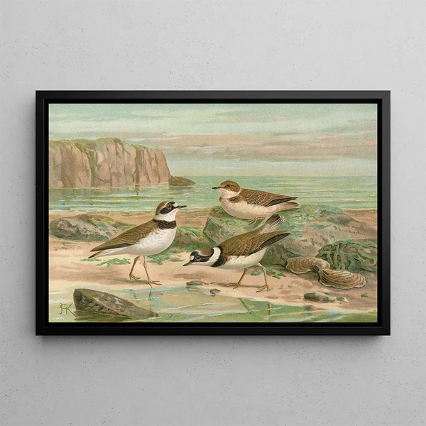 Johann Friedrich Naumann - Charadrius dubius Scop.webp