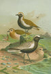 Charadrius pluvialis Charadrius squatarola - Johann Friedrich Naumann — vista dell’opera