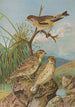 Chloris sinica Passer petronius - Johann Friedrich Naumann — vista dell’opera