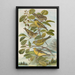 Chrysomitris spinus Chrysomitris citrinella Chrysomitris corsicanus - Johann Friedrich Naumann — gerahmtes Bild an der Wand