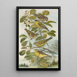 Johann Friedrich Naumann - Chrysomitris spinus Chrysomitris citrinella Chrysomitris corsicanus.webp