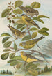Chrysomitris spinus Chrysomitris citrinella Chrysomitris corsicanus - Johann Friedrich Naumann — Ansicht des Kunstwerks