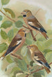 Coccothraustes coccothraustes - Johann Friedrich Naumann — Ansicht des Kunstwerks