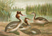 Podiceps cristatus, der Haubentaucher - Johann Friedrich Naumann — Ansicht des Kunstwerks