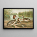 Podiceps cristatus, der Haubentaucher - Johann Friedrich Naumann — gerahmtes Bild an der Wand