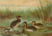 Colymbus fluviatilis Tunst, piccolo tarabuso - Johann Friedrich Naumann — vista dell’opera
