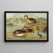 Colymbus griseigena Bodd Graureiher - Johann Friedrich Naumann — gerahmtes Bild an der Wand