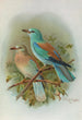 Coracias garrula - Johann Friedrich Naumann — Ansicht des Kunstwerks