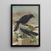 Corvus corone Corvus cornix - Johann Friedrich Naumann — quadro incorniciato alla parete
