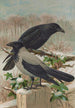 Corvus corone Corvus cornix - Johann Friedrich Naumann — vista dell’opera