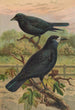 Corvus frugilegus - Johann Friedrich Naumann — vista dell’opera