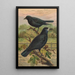 Corvus frugilegus - Johann Friedrich Naumann — quadro incorniciato alla parete
