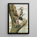 Dendrocopus leuconotus - Johann Friedrich Naumann — gerahmtes Bild an der Wand