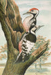 Dendrocopus leuconotus - Johann Friedrich Naumann — Ansicht des Kunstwerks