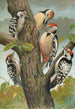 Dendrocopus medius Dendrocopus minor - Johann Friedrich Naumann — vista dell’opera