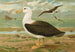 Diomedea melanophrys Boie Albatros à sourcils noirs - Johann Friedrich Naumann — Ansicht des Kunstwerks