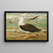 Diomedea melanophrys Boie Albatros à sourcils noirs - Johann Friedrich Naumann — gerahmtes Bild an der Wand