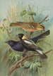 Dolichonyx oryzivorus Molothrus Cabanisii Cassin - Johann Friedrich Naumann — vista dell’opera