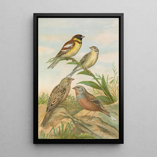 Johann Friedrich Naumann - Emberiza aureola Pall Emberiza caesia Cretschmar.webp