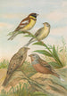 Emberiza aureola Pall Emberiza caesia Cretschmar - Johann Friedrich Naumann — vista dell’opera