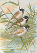 Emberiza intermedia Michahelles Emberiza palustris Savi Emberiza pyrrhuloides Pall - Johann Friedrich Naumann — vista dell’opera