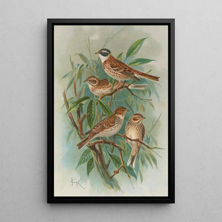 Johann Friedrich Naumann - Emberiza rustica Pall Emberiza pusilla Pall.webp