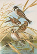 Emberiza schoeniclus - Johann Friedrich Naumann — vista dell’opera