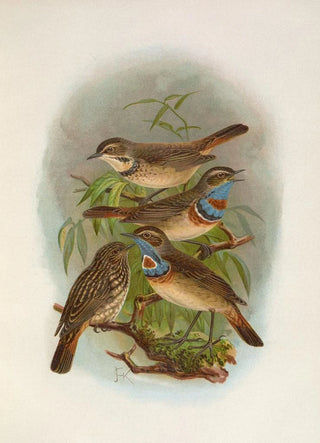 Johann Friedrich Naumann - Erithacus suecicus.webp