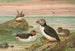 Fratercula arctica L Macareux arctique - Johann Friedrich Naumann — artwork view