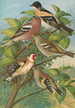 Fringilla montifringilla Fringilla coelebs Carduelis carduelis - Johann Friedrich Naumann — vista dell’opera
