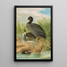 Fulica atra - Johann Friedrich Naumann — quadro incorniciato alla parete