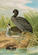 Fulica atra - Johann Friedrich Naumann — vista dell’opera