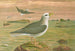 Fulmarus glacialis, Petrel Fulmar - Johann Friedrich Naumann — Ansicht des Kunstwerks