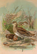 Gallinago gallinago - Johann Friedrich Naumann — Ansicht des Kunstwerks